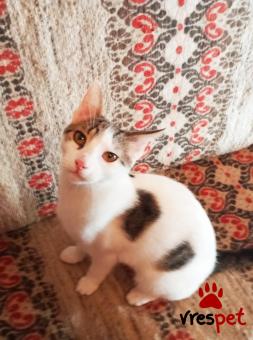 Ράτσα: Γάτα του Αιγαίου | Ηλικία: 8 μηνών | Φύλο: Αρσενικό | Αρ. Microchip: 981021212121212 | Περιοχή: Αττική